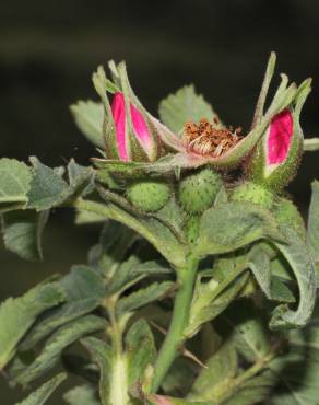 Fotografia 11 da espécie Rosa tomentosa no Jardim Botânico UTAD