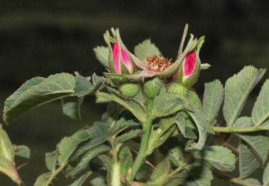 Fotografia da espécie Rosa tomentosa