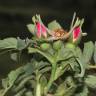 Fotografia 11 da espécie Rosa tomentosa do Jardim Botânico UTAD