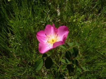 Fotografia da espécie Rosa gallica