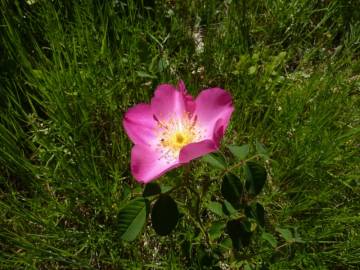 Fotografia da espécie Rosa gallica