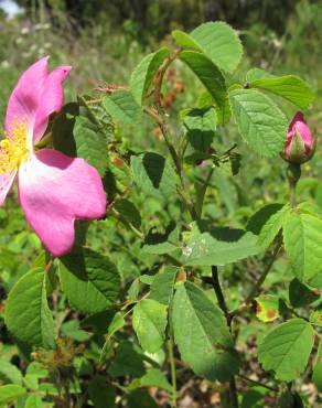 Fotografia 4 da espécie Rosa gallica no Jardim Botânico UTAD