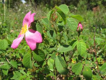 Fotografia da espécie Rosa gallica