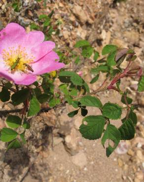 Fotografia 6 da espécie Rosa gallica no Jardim Botânico UTAD