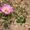 Fotografia 6 da espécie Rosa gallica do Jardim Botânico UTAD