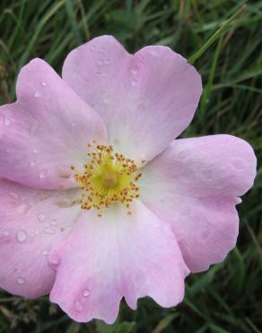 Fotografia 1 da espécie Rosa gallica no Jardim Botânico UTAD