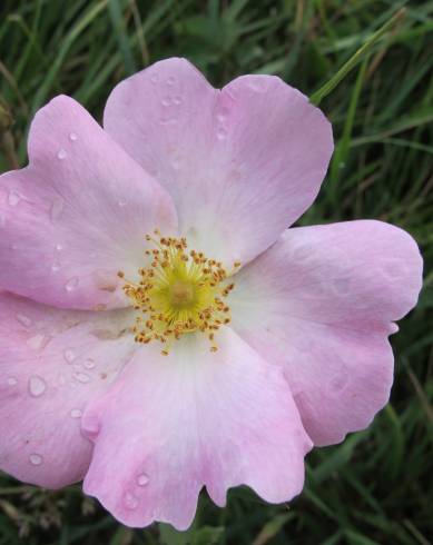 Fotografia de capa Rosa gallica - do Jardim Botânico