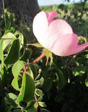 Fotografia 7 da espécie Rosa gallica no Jardim Botânico UTAD