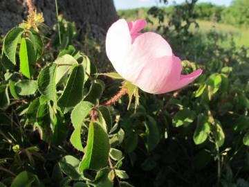 Fotografia da espécie Rosa gallica