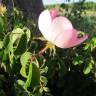 Fotografia 7 da espécie Rosa gallica do Jardim Botânico UTAD