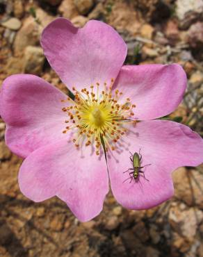 Fotografia 8 da espécie Rosa gallica no Jardim Botânico UTAD