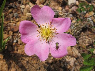 Fotografia da espécie Rosa gallica