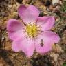 Fotografia 8 da espécie Rosa gallica do Jardim Botânico UTAD