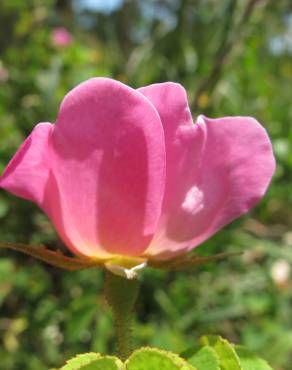 Fotografia 9 da espécie Rosa gallica no Jardim Botânico UTAD