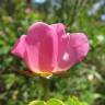 Fotografia 9 da espécie Rosa gallica do Jardim Botânico UTAD