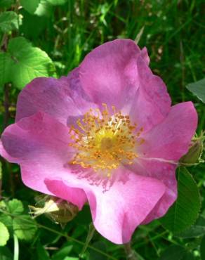 Fotografia 11 da espécie Rosa gallica no Jardim Botânico UTAD