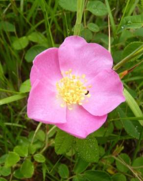 Fotografia 13 da espécie Rosa gallica no Jardim Botânico UTAD