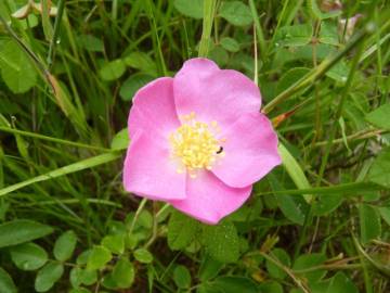 Fotografia da espécie Rosa gallica