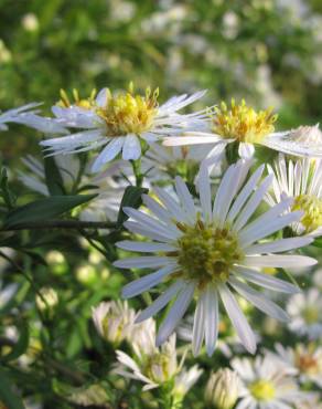 Fotografia 8 da espécie Aster lanceolatus no Jardim Botânico UTAD