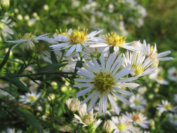 Fotografia da espécie Aster lanceolatus