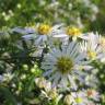 Fotografia 8 da espécie Aster lanceolatus do Jardim Botânico UTAD