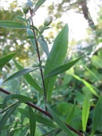 Fotografia da espécie Aster lanceolatus