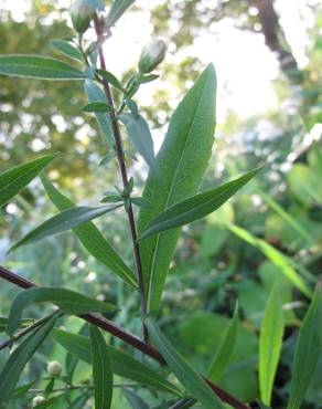 Fotografia 9 da espécie Aster lanceolatus no Jardim Botânico UTAD