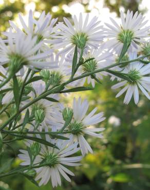 Fotografia 11 da espécie Aster lanceolatus no Jardim Botânico UTAD