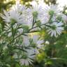 Fotografia 11 da espécie Aster lanceolatus do Jardim Botânico UTAD