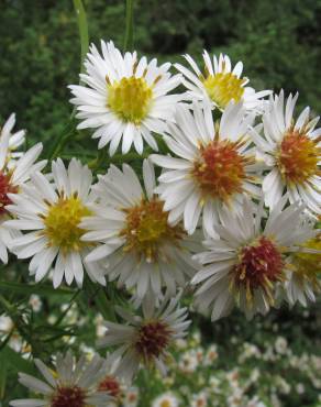 Fotografia 13 da espécie Aster lanceolatus no Jardim Botânico UTAD