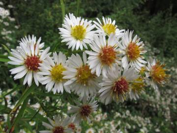 Fotografia da espécie Aster lanceolatus