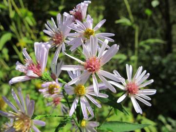 Fotografia da espécie Aster lanceolatus