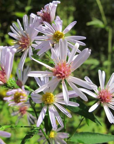 Fotografia de capa Aster lanceolatus - do Jardim Botânico