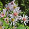 Fotografia 1 da espécie Aster lanceolatus do Jardim Botânico UTAD