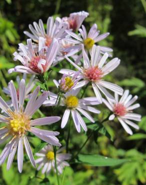 Fotografia 14 da espécie Aster lanceolatus no Jardim Botânico UTAD