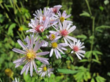 Fotografia da espécie Aster lanceolatus