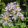 Fotografia 14 da espécie Aster lanceolatus do Jardim Botânico UTAD