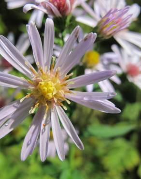 Fotografia 16 da espécie Aster lanceolatus no Jardim Botânico UTAD