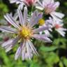 Fotografia 16 da espécie Aster lanceolatus do Jardim Botânico UTAD