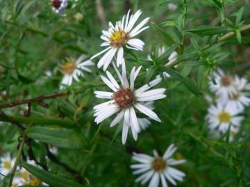 Fotografia da espécie Aster lanceolatus