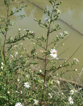 Fotografia 18 da espécie Aster lanceolatus no Jardim Botânico UTAD