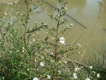 Fotografia da espécie Aster lanceolatus