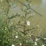 Fotografia 18 da espécie Aster lanceolatus do Jardim Botânico UTAD