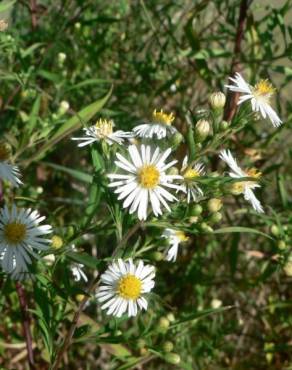 Fotografia 19 da espécie Aster lanceolatus no Jardim Botânico UTAD