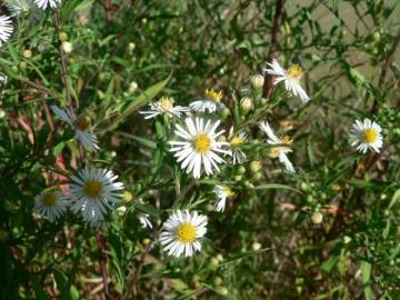 Fotografia da espécie Aster lanceolatus