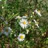 Fotografia 19 da espécie Aster lanceolatus do Jardim Botânico UTAD