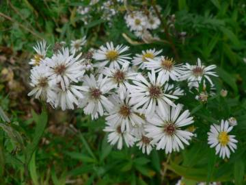 Fotografia da espécie Aster lanceolatus