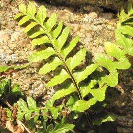 Fotografia da espécie Asplenium sulcatum