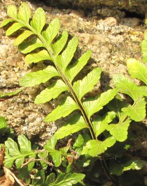 Fotografia 8 da espécie Asplenium sulcatum no Jardim Botânico UTAD