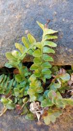 Fotografia da espécie Asplenium sulcatum